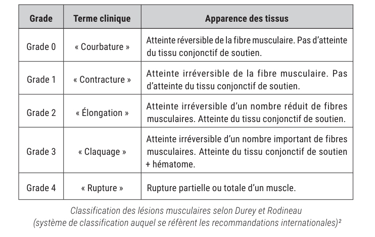Classification lésions musculaires