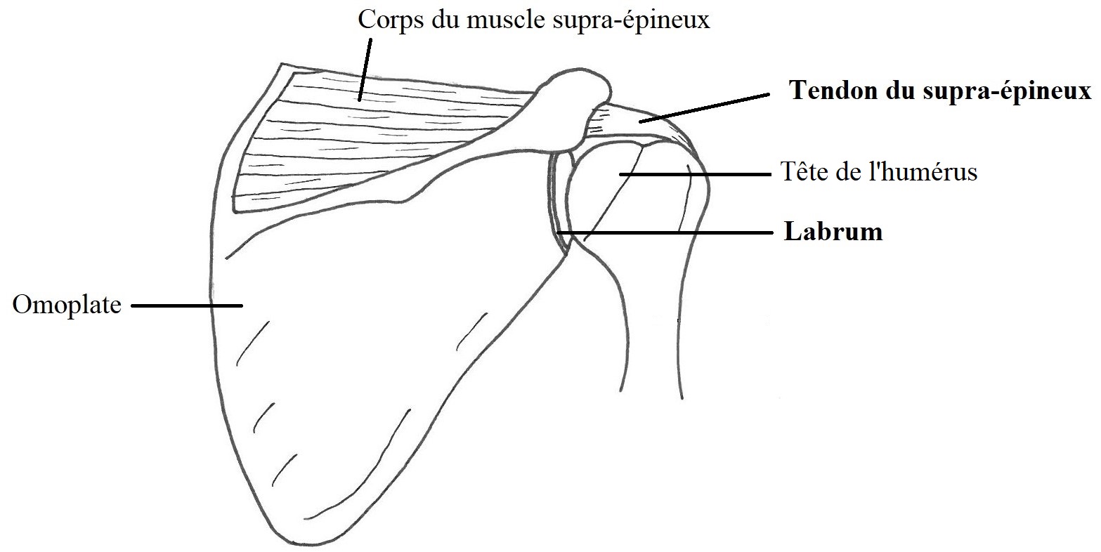 Tendon du muscle supra épineux et labrum (vue postérieure de l’épaule)
