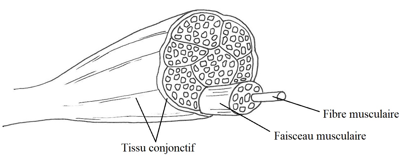 Composition du muscle