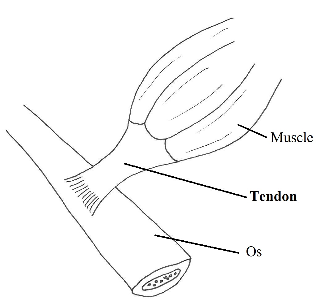 Insertion d'un tendon